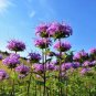 1000 Wild Bergamot Monarda Fistulosa Bee Balm Oswego Tea Herb Purple Flower Seed Fresh