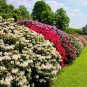50 Mixed Hybrids Rhododendron Spp Mixed Colors Flower Sun Shade Bush Shrub Seeds Fresh