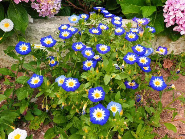 40 Dwarf Blue Flash Morning Glory Convolvulus Tricolor Violet Flower Vine Seeds Fresh