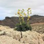 15 Giant Fennel Ferula Communis Gigantea Yellow Flower Herb Seeds Fresh