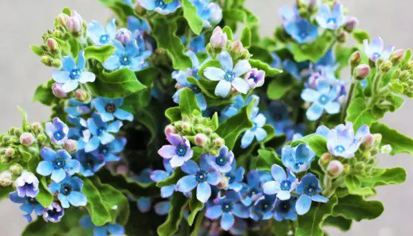 10 Tweedia Blue Milkweed Southern Star Caerulea Oxypetalum Flower Vine Seeds Fresh