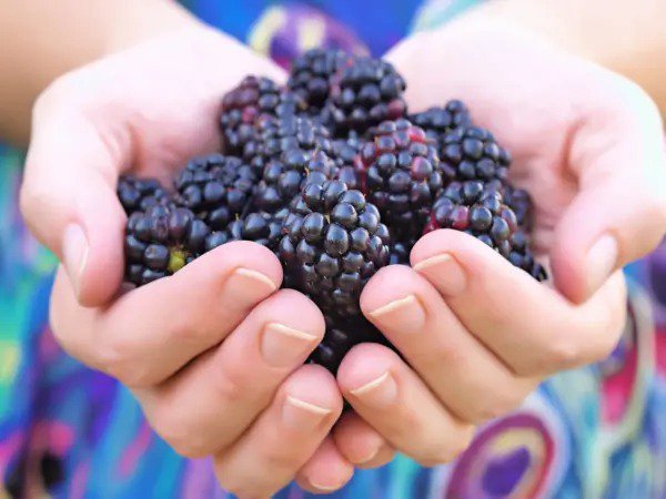 50 Whitebark Black Raspberry Western Blackcap Rubus Leucodermis Fruit Berry Seed Fresh