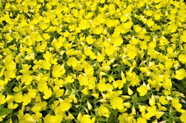 150 Dwarf Evening Primrose Missouri Ozark Sundrops Oenothera Yellow Flower Seeds Fresh