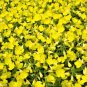 150 Dwarf Evening Primrose Missouri Ozark Sundrops Oenothera Yellow Flower Seeds Fresh
