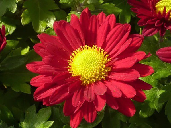 100 Red Robinsons Daisy Painted Chrysanthemum Coccineum Pyrethrum Flower Seeds Fresh
