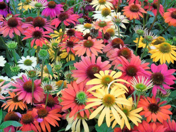 25 Cheyenne Spirit Coneflower Echinacea Orange Red Yellow Purp Pink Flower Seeds Fresh