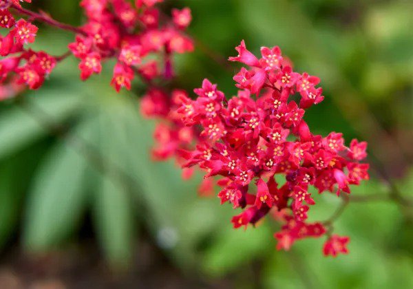 100 Red Vivid Coral Bells Heuchera Sanguinea Scarlet Shade Flower Seeds Fresh