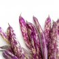 50 Dragon Tongue Wax Bean Yellow Purple Phaseolus Vulgaris Vegetable Seeds Fresh