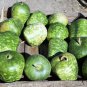 25 Small Apple Gourd Cucurbita Pepo Squash Seeds Fresh