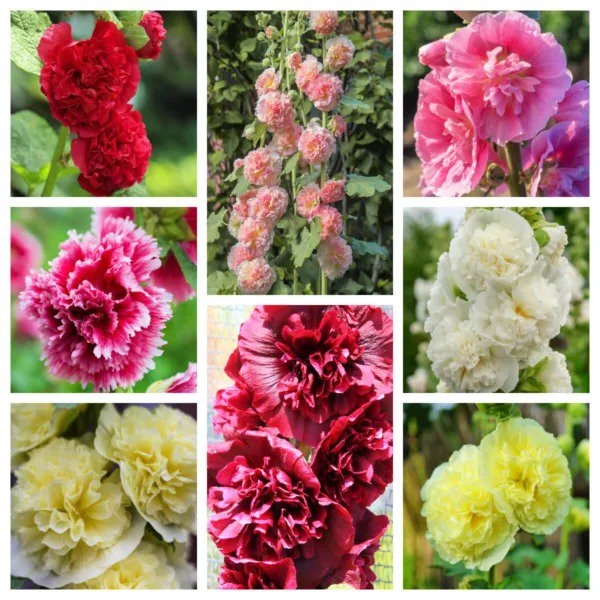 50 Summer Carnival Hollyhock Double Mixed Colors Alcea Rosea Flower Seeds Fresh