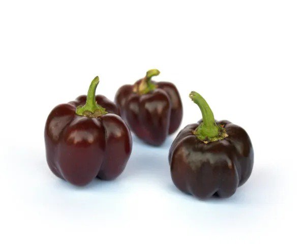 20 Organic Chocolate Mini Bell Pepper Brown Miniature Capsicum Vegetable Seeds Fresh