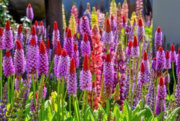 20 Orchid Primrose Primula Vialii Red Hot Poker Pink Purple Shade Flower Seeds Fresh