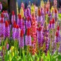 20 Orchid Primrose Primula Vialii Red Hot Poker Pink Purple Shade Flower Seeds Fresh