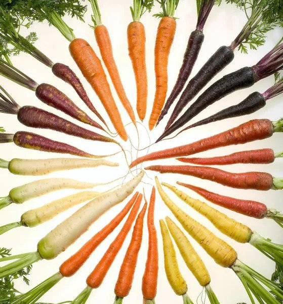 500 Rainbow Carrot Mix White Red Yellow Purple Orange Daucus Carrota Seeds Fresh