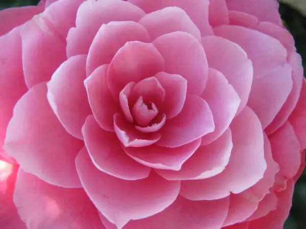 100 Mixed Double Camellia Impatiens Balsamina Flower Seeds Fresh