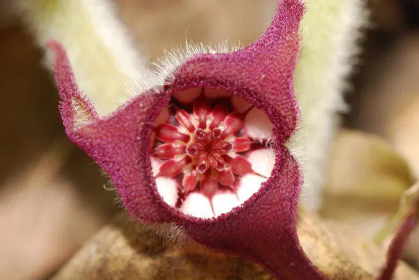 5 Wild Ginger Asarum Canadense Canadian Heart Snakeroot Flower Herb Seeds Fresh