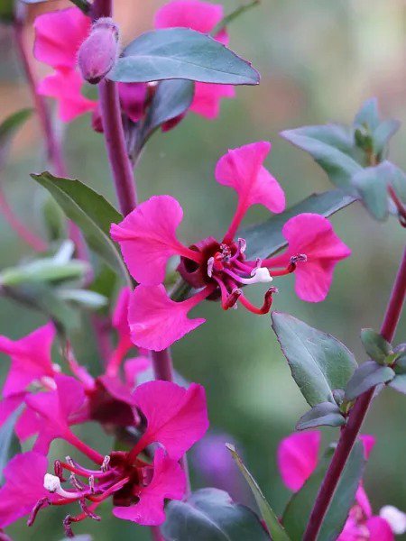 500 Mixed Elegant Clarkia Mountain Garland Elegans Pink Purple Red Flower Seeds Fresh