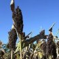 50 Black Amber Cane Sorghum Sugar Cane Sorghum Bicolor Seeds Fresh