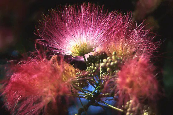 25 Mimosa Tree Eh Wilson Hummingbird Pink Flower Albizia Julibrissin Rosea Seeds Fresh