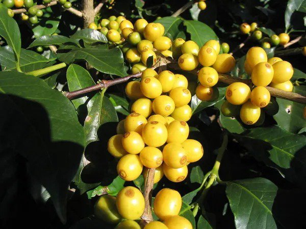 15 Arabica Coffee Tree Shrub Seeds Grow Your Own Coffee! Fresh