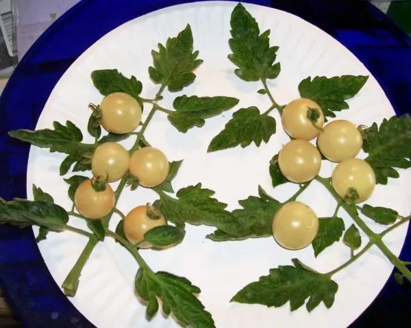 50 Organic Snow White Cherry Tomato Lycopersicon Fruit Vegetable Seeds Fresh