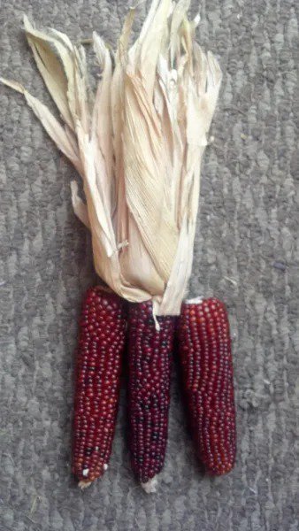 20 Mini 'Burnt Orange' Corn Miniature Dark Zea Mays Vegetable Seeds Fresh