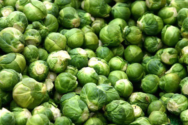 500 Heirloom Brussel Sprout Brassica Oleracea Green Long Island Vegetable Seeds Fresh