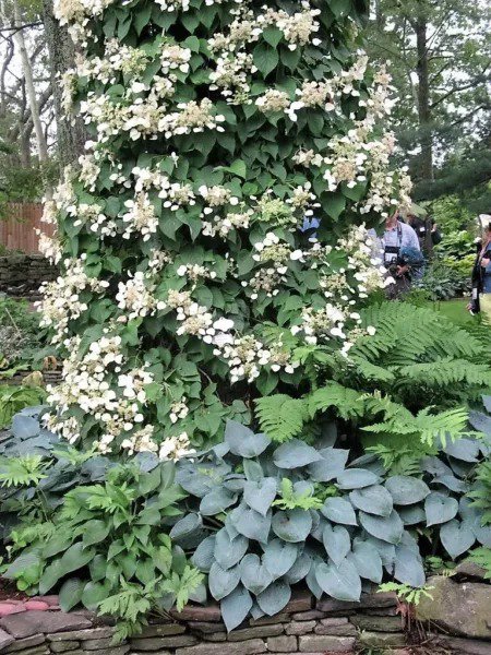 50 Japanese Hydrangea Vine White Flower Schizophragma Hydrangeoides Seeds Fresh