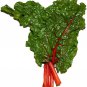 300 Rhubarb Red Swiss Chard Perpetual Spinach Beta Vulgaris Vegetable Seeds Fresh