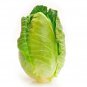 300 Charleston Wakefield Cabbage Heirloom Cone Brassica Oleracea Vegetable Seeds Fresh