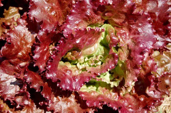3000 Prizehead Lettuce Loose Leaf Early Prize Head Red Lactuca Vegetable Seeds Fresh