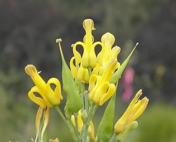 10 Golden Eardrops Dicentra Chrysantha Yellow Bleeding Heart Shade Flower Seeds Fresh