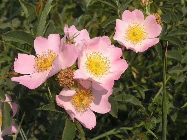 50 Thornless Pink Dog Brier Rose Bush Rosa Canina Victory Flower Seeds Fresh