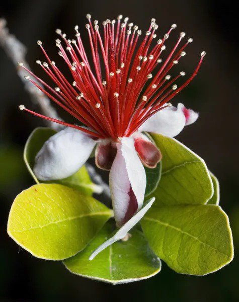 10 Pineapple Guava Fruit Feijoa Acca Sellowiana Pink Red Flower Tree Shrub Seeds Fresh