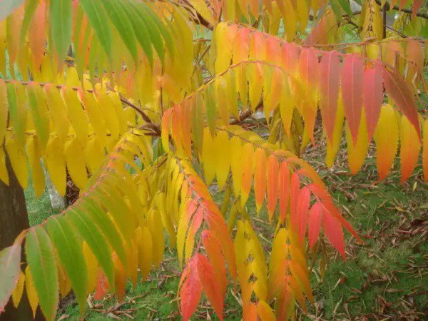 30 Flameleaf Sumac Tree Shining Dwarf Winged Rhus Schmaltzia Copallina Seeds Fresh