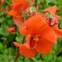 50 Scarlet Mask Flower Hummingbird Plant Red Alonsoa Warscewiczii Seeds Fresh