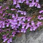 50 Alpine Penstemon Davidsonii Davidson'S Beardtongue Purple Flower Seeds Fresh