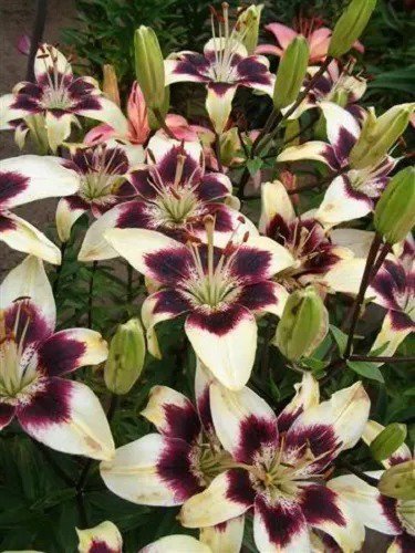 5 Nepal Lily Green & Maroon Lilium Nepalense Fragrant Flower Seeds Fresh