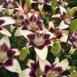 5 Nepal Lily Green & Maroon Lilium Nepalense Fragrant Flower Seeds Fresh