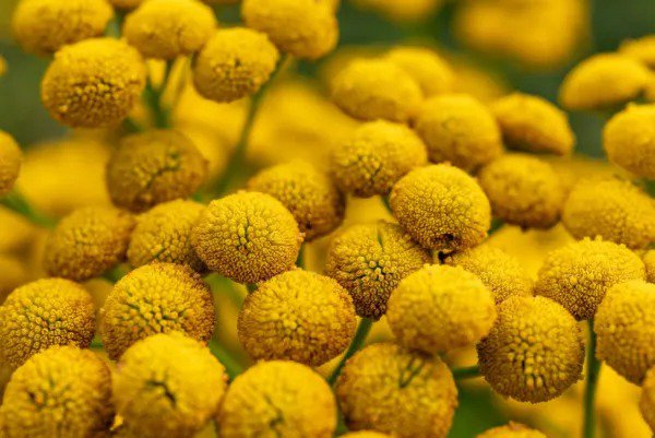 100 Yellow Tansy Double Golden Buttons Fern Leaf Tanacetum Vulgare Flower Seeds Fresh