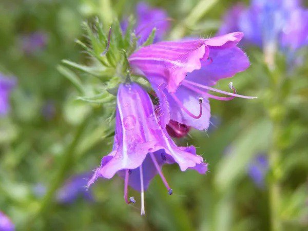 25 Rose Viper'S Bugloss Pink Echium Plantagineum Rose Bedder Flower Seeds Fresh