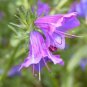 25 Rose Viper'S Bugloss Pink Echium Plantagineum Rose Bedder Flower Seeds Fresh