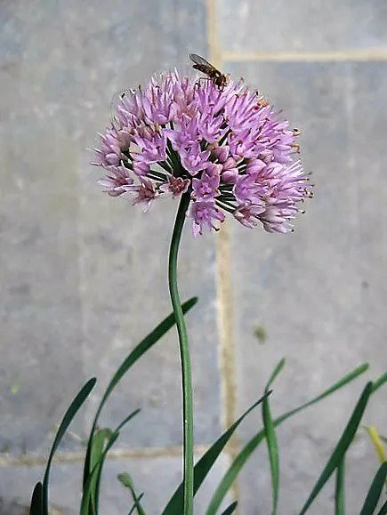 100 Prairie Allium Stellatum Prairie Onion Pink Flower Seeds Ipping Fresh