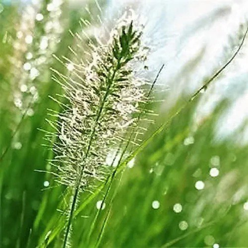 25 Bottlebrush Grass Shade Elymus Hystrix Patula Seeds Fresh