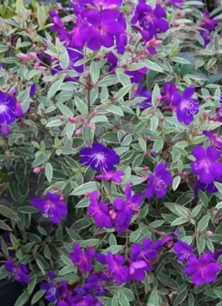 4" Pot Variegated Purple Princess Glory Plant Tibouchina Lepidota Grandifolia Fresh Garden