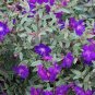 4" Pot Variegated Purple Princess Glory Plant Tibouchina Lepidota Grandifolia Fresh Garden