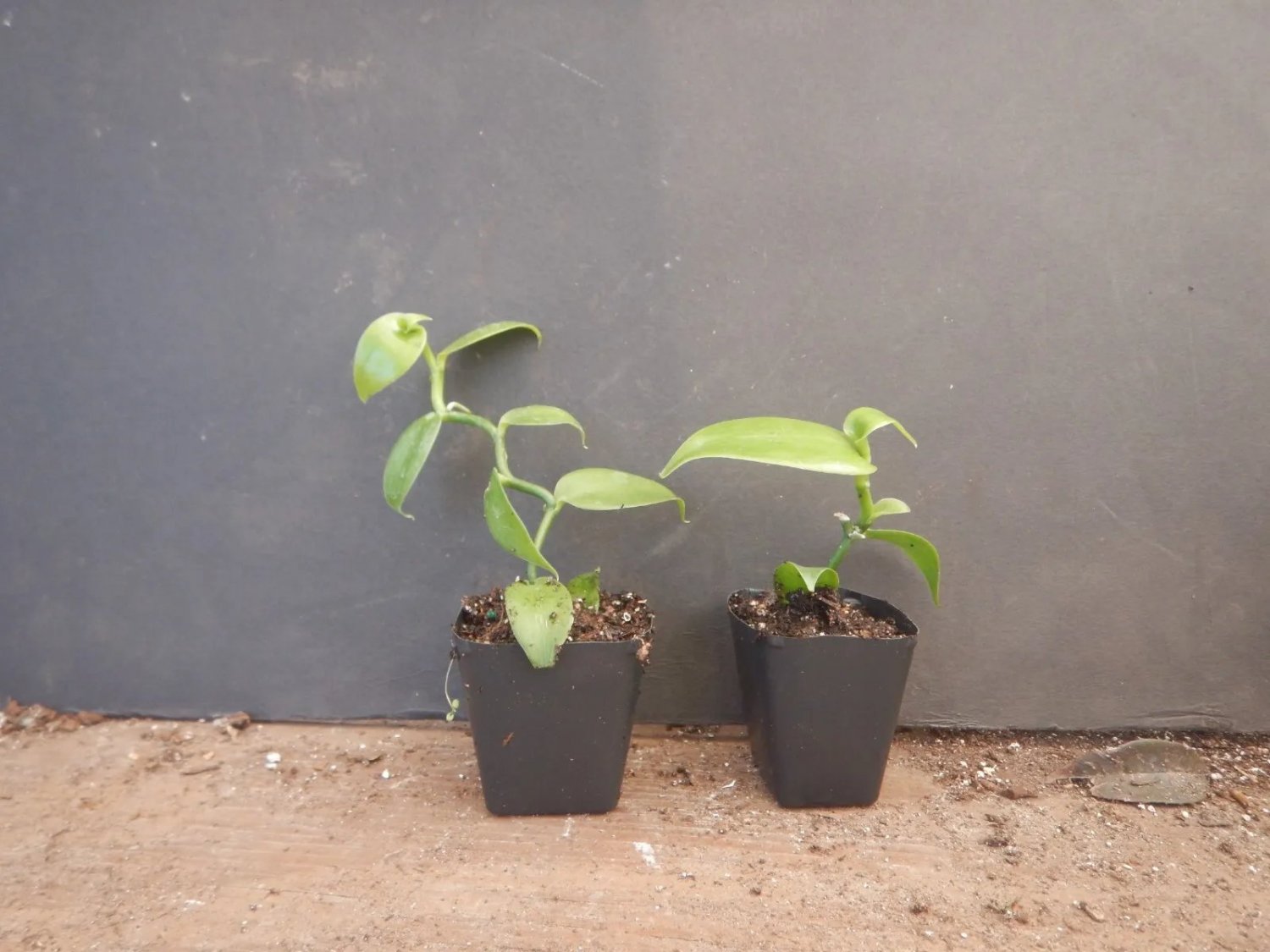 Vanilla Bean Orchid Vanilla Planifolia Live Starter Plant Green Leaf Variety Fresh Garden