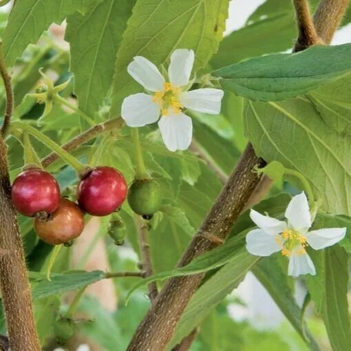 Jamaican Cherry Aka Strawberry Tree Muntingia Calabura Rooted Starter Plant Fresh Garden