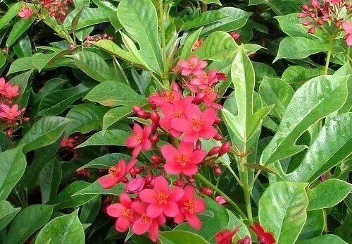 Watermelon Pink Dwarf Jatropha Intergerima Tropical Peregrina Starter Plant Fresh Garden