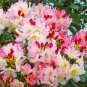 Percy Wiseman Azalea Rhododendron Large Rooted Plant Varying Shades Of Pink Fresh Garden
